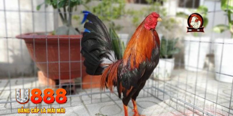 tg88 game máy bay nổ hũ