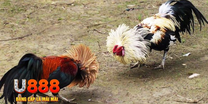 tg88 game nổ hũ là gì